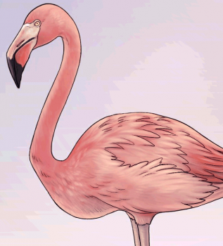 kak narisovat flamingo0297